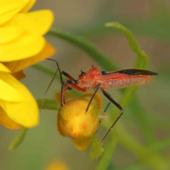 Gminatus australis (Orange assassin bug) at Dryandra St Woodland - 19 Nov 2022 by ConBoekel