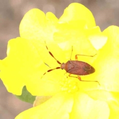 Miridae (family) (Unidentified plant bug) at Dryandra St Woodland - 19 Nov 2022 by ConBoekel