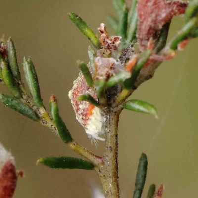 Monophlebidae sp. (family) (Mealy Bugs) at O'Connor, ACT - 19 Nov 2022 by ConBoekel