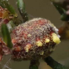 Monophlebidae sp. (family) at O'Connor, ACT - 19 Nov 2022