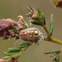 Monophlebidae sp. (family) at O'Connor, ACT - 19 Nov 2022