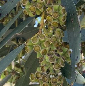 Eucalyptus pauciflora subsp. pauciflora at Molonglo Valley, ACT - 28 Nov 2022