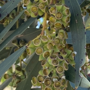 Eucalyptus pauciflora subsp. pauciflora at Yarralumla, ACT - 28 Nov 2022 12:17 PM