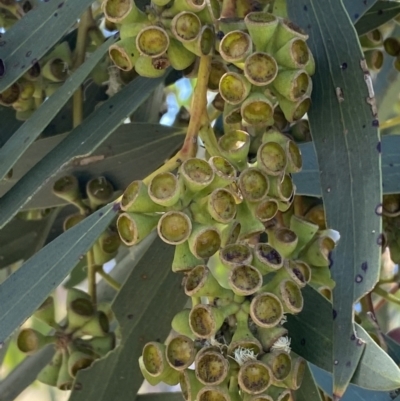 Eucalyptus pauciflora subsp. pauciflora (White Sally, Snow Gum) at Molonglo Valley, ACT - 28 Nov 2022 by SteveBorkowskis