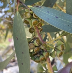 Eucalyptus pauciflora subsp. pauciflora at Yarralumla, ACT - 28 Nov 2022 12:17 PM