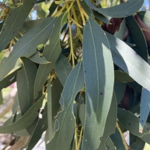 Eucalyptus pauciflora subsp. pauciflora at Yarralumla, ACT - 28 Nov 2022 12:17 PM