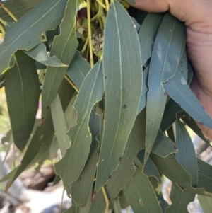 Eucalyptus pauciflora subsp. pauciflora at Molonglo Valley, ACT - 28 Nov 2022