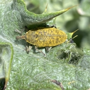 Larinus latus at Molonglo Valley, ACT - 28 Nov 2022 11:16 AM