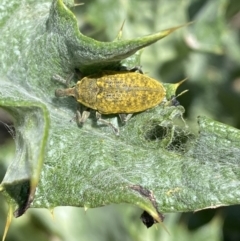 Larinus latus at Molonglo Valley, ACT - 28 Nov 2022