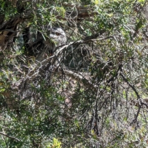 Podargus strigoides at Phillip, ACT - 28 Nov 2022