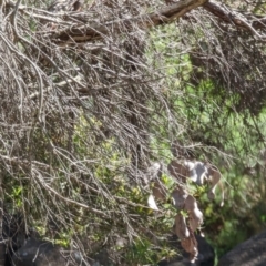 Podargus strigoides at Phillip, ACT - 28 Nov 2022 08:53 AM