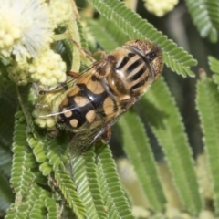 Eristalinus punctulatus (Golden Native Drone Fly) at Holt, ACT - 28 Nov 2022 by AlisonMilton