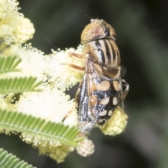 Eristalinus punctulatus at Holt, ACT - 28 Nov 2022