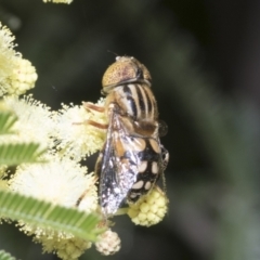 Eristalinus punctulatus at Holt, ACT - 28 Nov 2022 10:10 AM