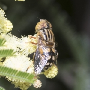 Eristalinus punctulatus at Holt, ACT - 28 Nov 2022