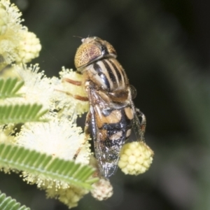 Eristalinus punctulatus at Holt, ACT - 28 Nov 2022 10:10 AM