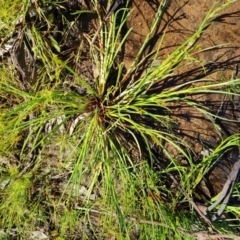 Juncus sp. (A Rush) at O'Malley, ACT - 28 Nov 2022 by Mike