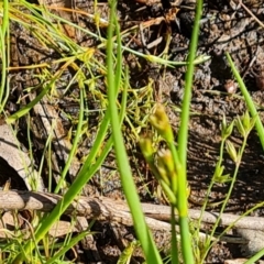 Juncus sp. at O'Malley, ACT - 28 Nov 2022