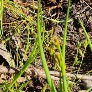 Juncus sp. at O'Malley, ACT - 28 Nov 2022 04:27 PM