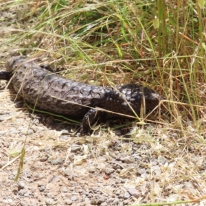 Tiliqua rugosa at Casey, ACT - 28 Nov 2022