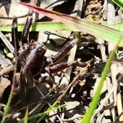 Miturgidae (family) at Isaacs Ridge and Nearby - 28 Nov 2022 by Mike