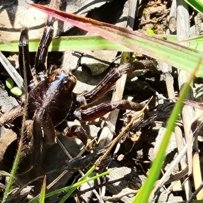 Unidentified Other hunting spider at O'Malley, ACT - 28 Nov 2022 by Mike