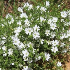 Stellaria pungens (Prickly Starwort) at Casey, ACT - 28 Nov 2022 by MatthewFrawley