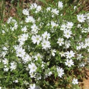 Stellaria pungens at Casey, ACT - 28 Nov 2022