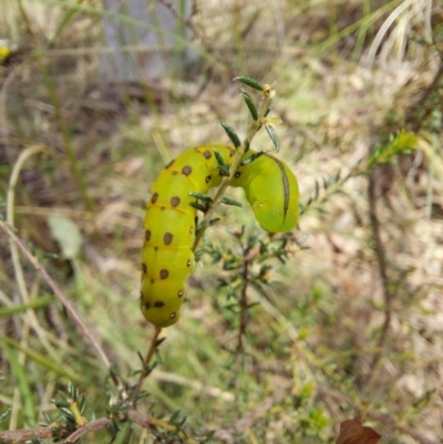 Capusa (genus) (Wedge moth) at Black Mountain - 6 Nov 2022 by Venture