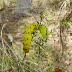 Capusa (genus) at Molonglo Valley, ACT - 6 Nov 2022