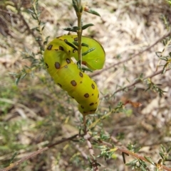 Capusa (genus) at Molonglo Valley, ACT - 6 Nov 2022 11:48 AM