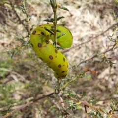 Capusa (genus) at Molonglo Valley, ACT - 6 Nov 2022