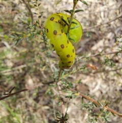 Capusa (genus) at Molonglo Valley, ACT - 6 Nov 2022