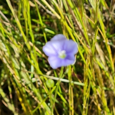 Linum marginale (Native Flax) at Isaacs Ridge - 28 Nov 2022 by Mike