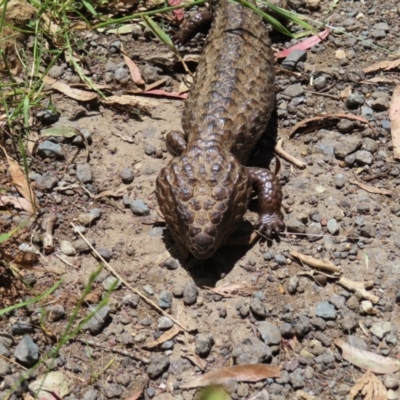 Tiliqua rugosa (Shingleback Lizard) at Casey, ACT - 28 Nov 2022 by MatthewFrawley