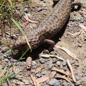 Tiliqua rugosa at Casey, ACT - 28 Nov 2022