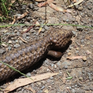 Tiliqua rugosa at Casey, ACT - 28 Nov 2022