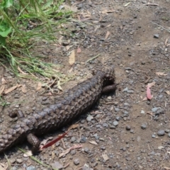 Tiliqua rugosa at Casey, ACT - 28 Nov 2022