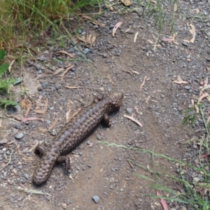 Tiliqua rugosa at Casey, ACT - 28 Nov 2022