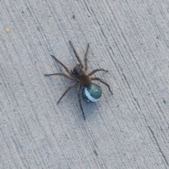 Lycosidae (family) (Wolf spider) at Lyneham, ACT - 8 Nov 2022 by Venture