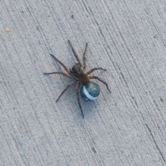 Lycosidae (family) (Unidentified wolf spider) at Sullivans Creek, Lyneham South - 8 Nov 2022 by Venture