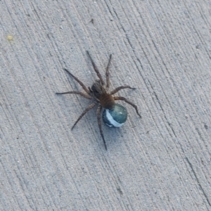 Lycosidae (family) at Lyneham, ACT - 8 Nov 2022