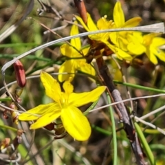 Tricoryne elatior (Yellow Rush Lily) at Jerrabomberra, ACT - 28 Nov 2022 by Mike