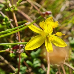 Tricoryne elatior at Jerrabomberra, ACT - 28 Nov 2022