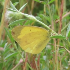 Eurema smilax (Small Grass-yellow) at Theodore, ACT - 27 Nov 2022 by owenh