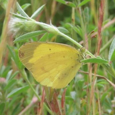 Eurema smilax (Small Grass-yellow) at Tuggeranong Hill - 27 Nov 2022 by owenh