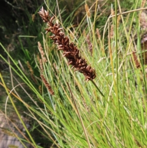 Carex appressa at Casey, ACT - 28 Nov 2022