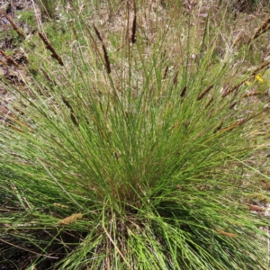 Carex appressa at Casey, ACT - 28 Nov 2022 01:09 PM