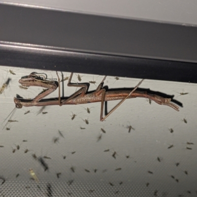 Unidentified Praying mantis (Mantodea) at Albury - 27 Nov 2022 by ChrisAllen