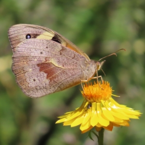 Heteronympha merope at Kambah, ACT - 28 Nov 2022 02:17 PM